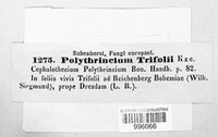 Polythrincium trifolii image